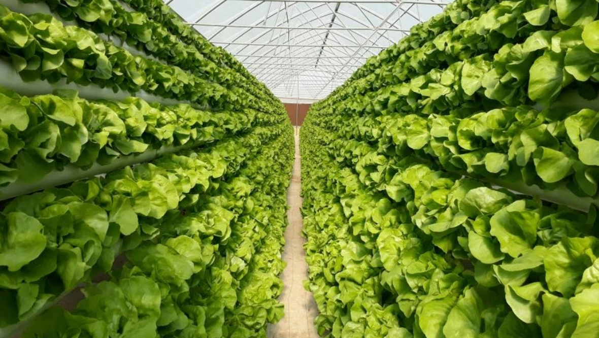 Rows of hydroponic lettuce growing inside a greenhouse