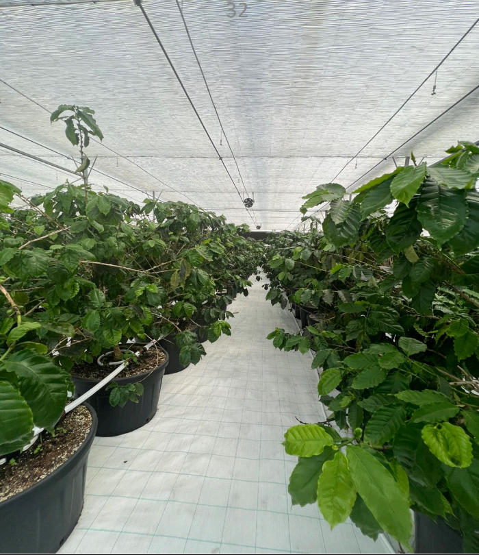 Coffee plants growing under a shaded greenhouse