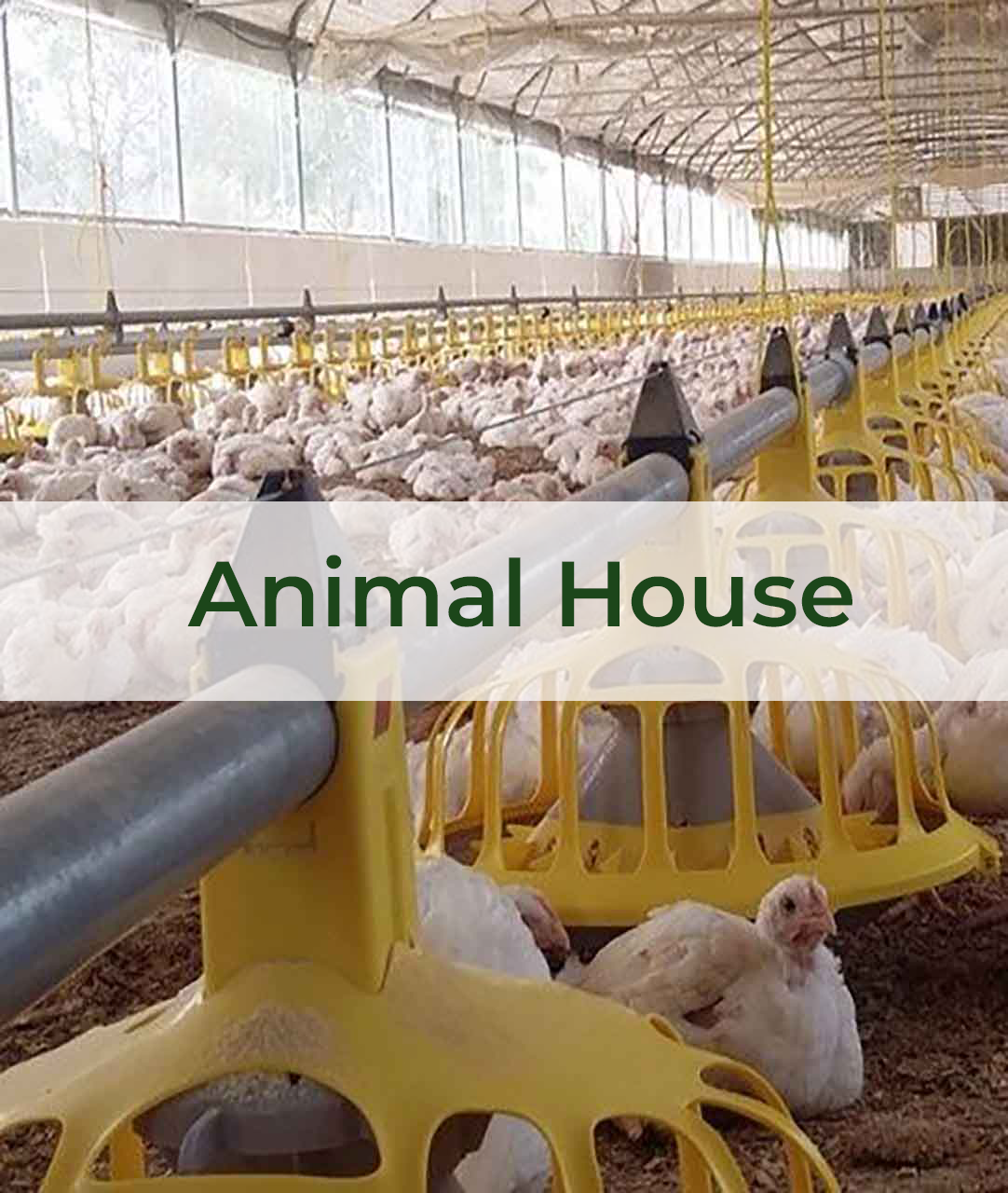 Animal House