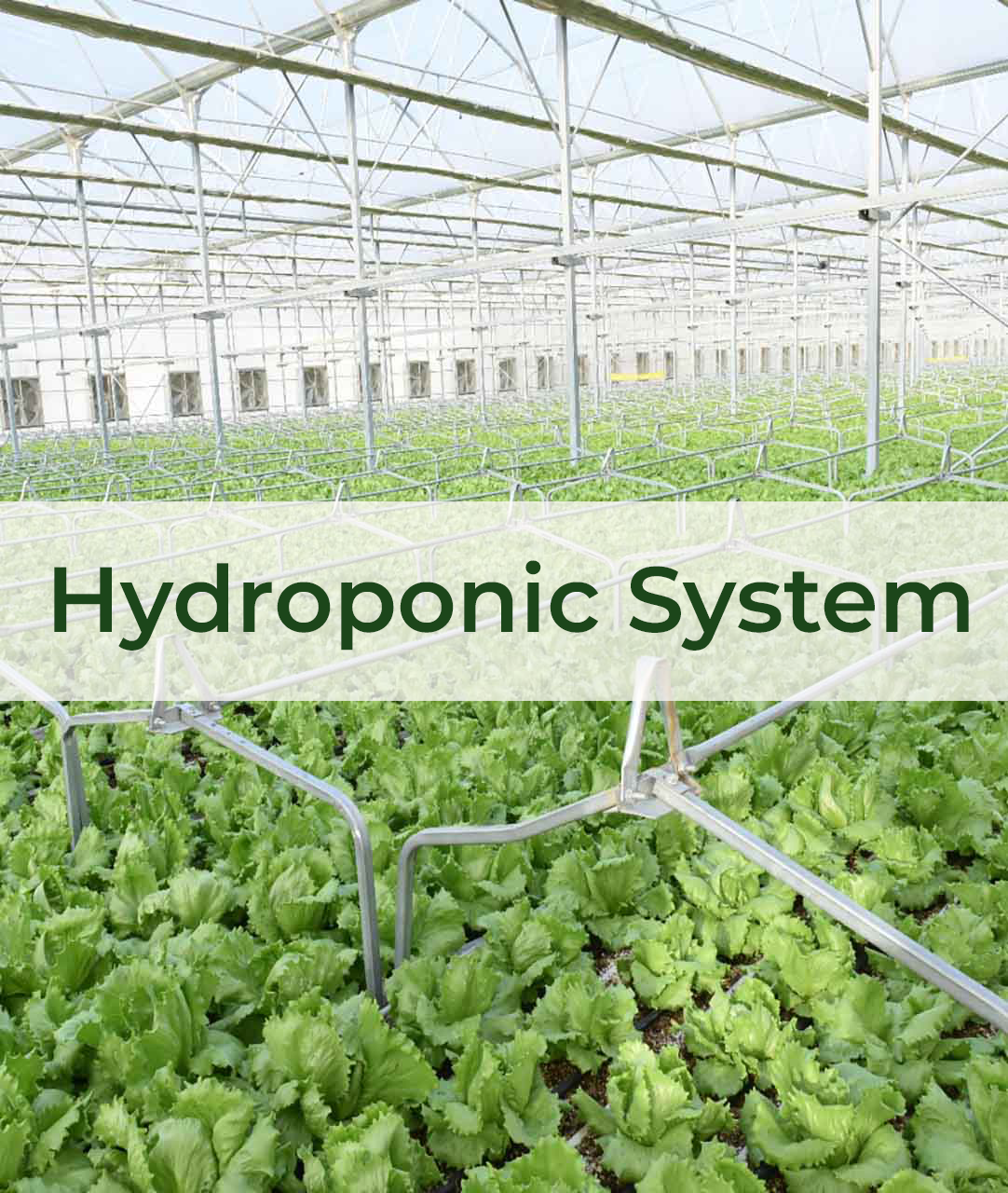 Hydroponic System