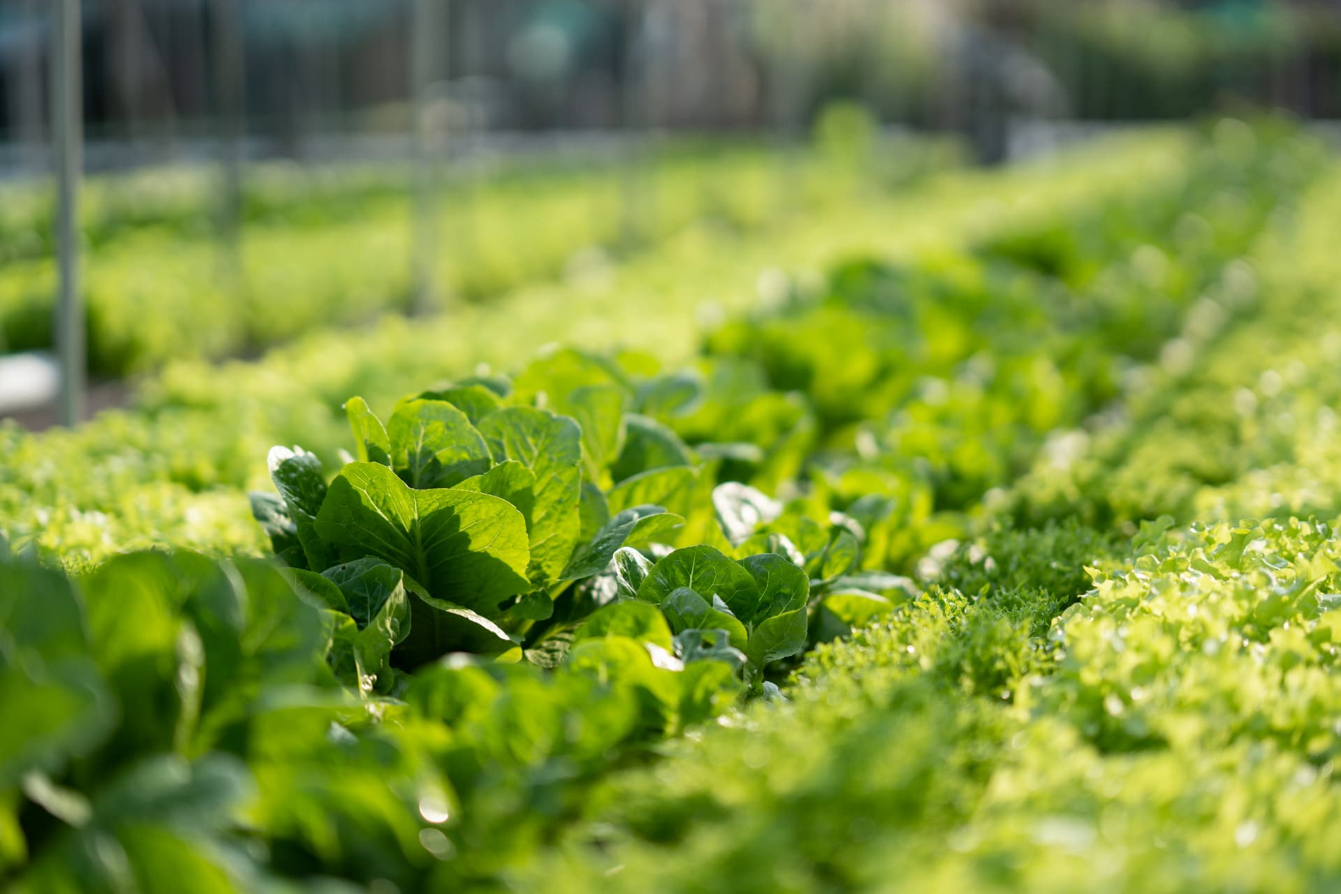 Rows of leafy greens growing under protected cultivation