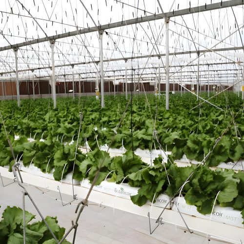 1-DelMonteFoodsJordan4_upscayl_2x_upscayl-standard-4x