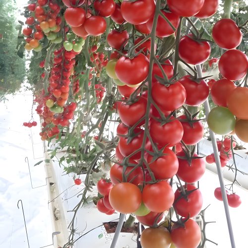 1-DelMonteFoodsJordan_upscayl_2x_upscayl-standard-4x