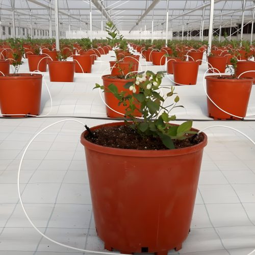 2-Elite-Agro3_upscayl_2x_upscayl-standard-4x