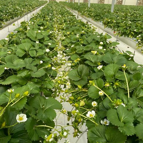 3-Agritek2_upscayl_2x_upscayl-lite-4x