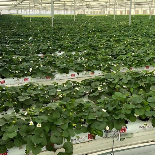 3-Agritek_upscayl_2x_upscayl-lite-4x