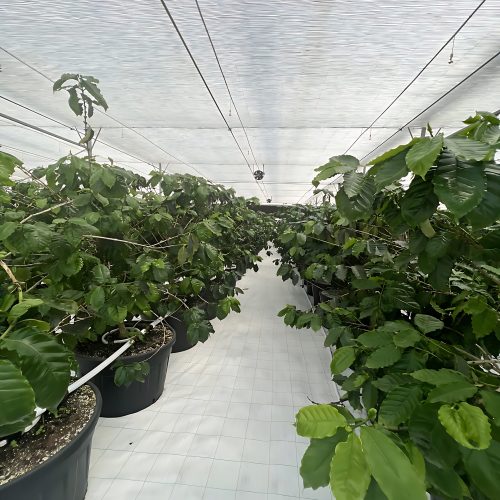 4-EliteAgroProjects_upscayl_2x_upscayl-lite-4x